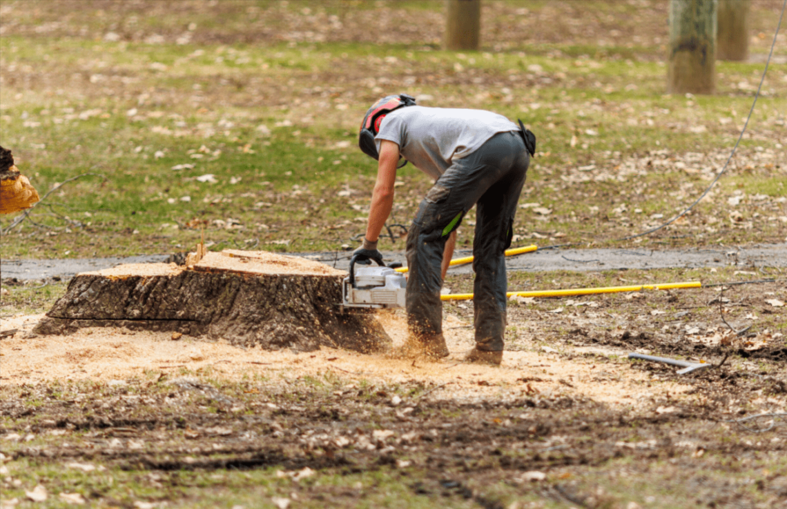 Tree Stump Removal