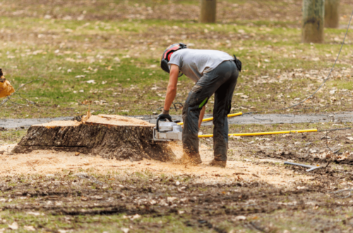 Tree Stump Removal